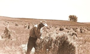 Oat harvest - fruit of rain, soil, labor. 
