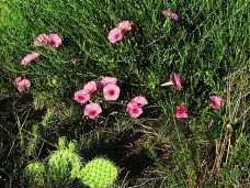 Morning glory and cactus. 